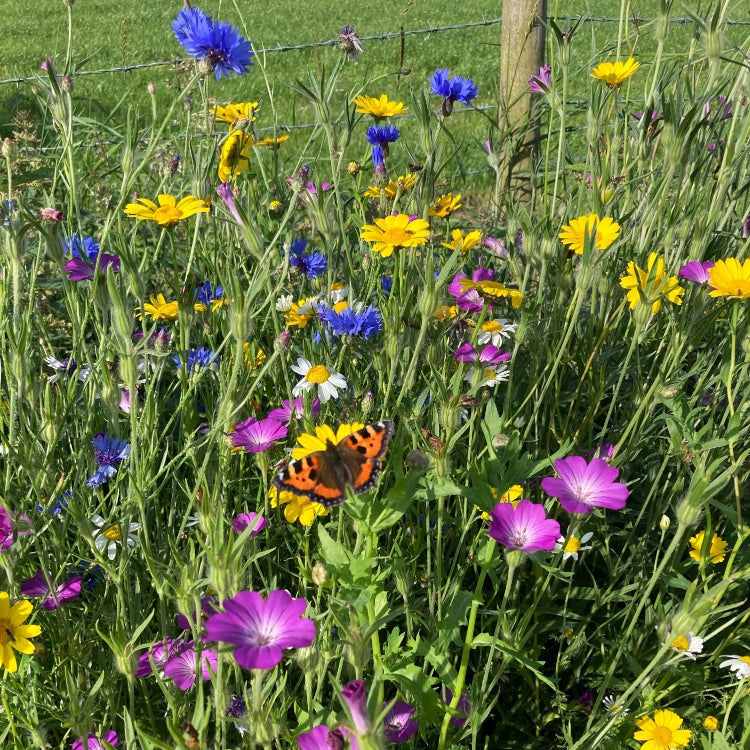 Bee and Butterfly 1kg