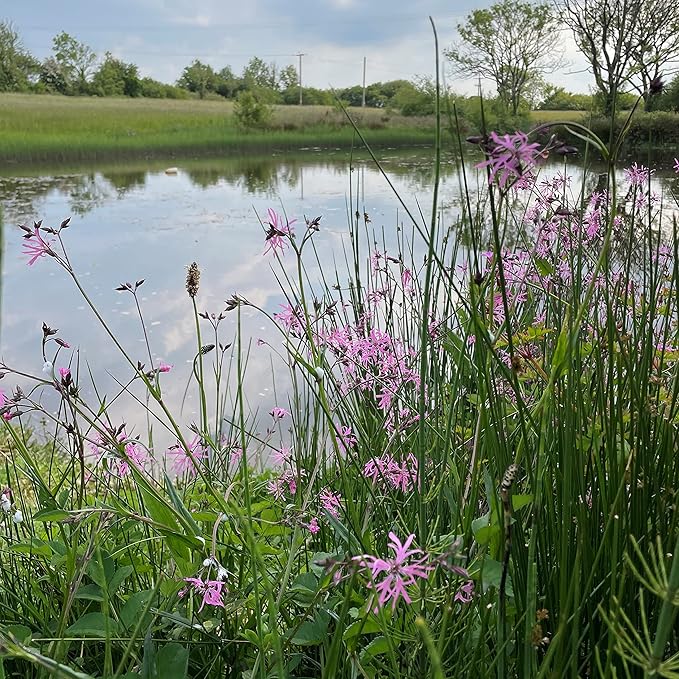 Wetland and Pond edge 1kg