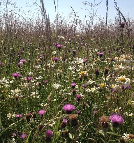 Chalk and Limestone 1kg